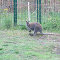 Rokiškio rajono ūkininkai neteko numylėto kengūriuko Ajezulio: įtaria, kada rankas prikišo piktavalis