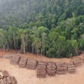 Brazilija spalį pasiekė naują Amazonės miškų kirtimo rekordą