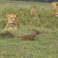 Mažas bet piktas padarėlis ne juokais išgąsdino liūtus