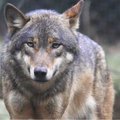 В Литве волк напал на человека, фермеру сделали прививку от бешенства
