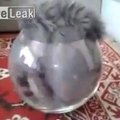 Nauja veislė - akvariuminis katinas