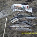Neršiančių lydekų žvejybos „puota“ Šilutėje baigėsi 39 tūkst. Lt bauda