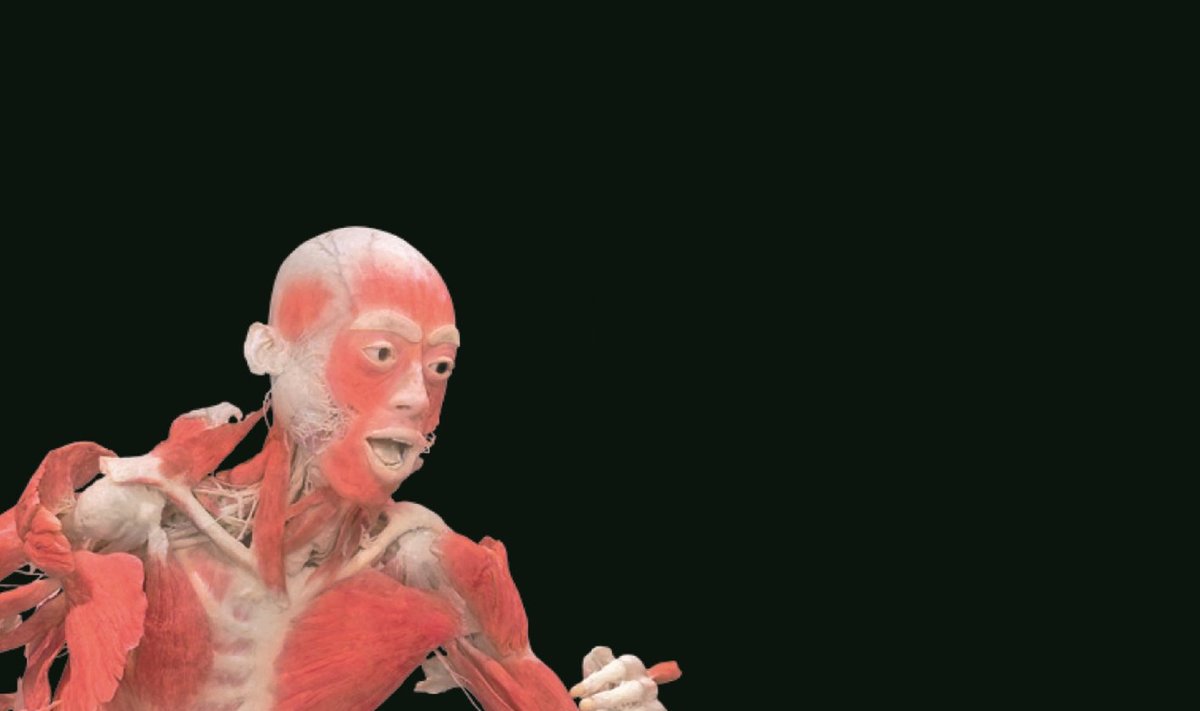 Žmonių plastinatų paroda "The Human Body Exhibition"