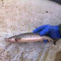 Išskirtinis atvejis: tinkluose surado vieną rečiausių Lietuvos žuvų