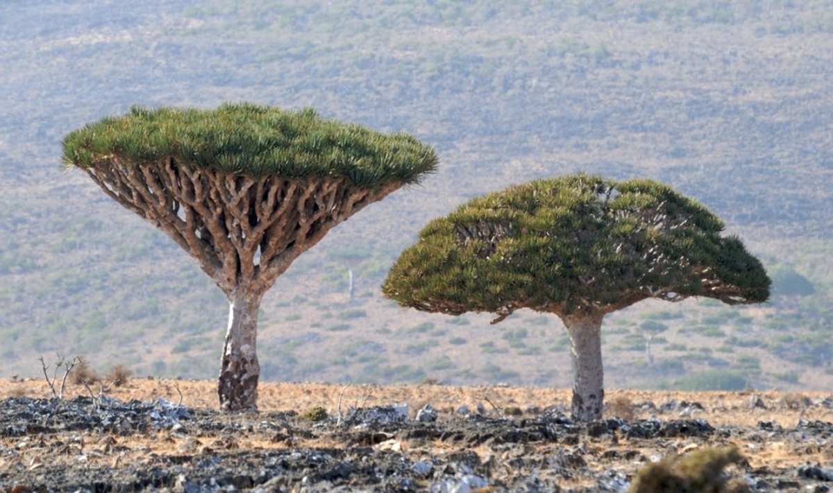 Sokotra - keistųjų medžių karalystė / Stefan Geens nuotr.