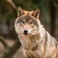 Naujos prevencinės galimybės: kaip išvengti vilkų daromos žalos?