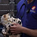 Kipre nepanaudoti vaistai nuo COVID-19 bus skirti katėms gydyti
