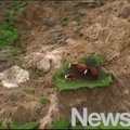 Trys karvės per stebuklą liko gyvos po žemės drebėjimo N. Zelandijoje