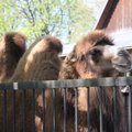 Lietuvos zoologijos sode jauniklius atsivedė kupranugarių ir kengūrų patelės