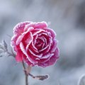 Rožių dengimas: ar dar nevėlu