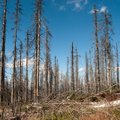 Šių metų žiema negailestingai kėsinasi į Lietuvos miškus: miškininkai net bijo pagalvoti, kas laukia pavasarį