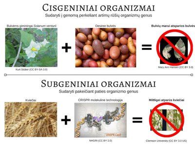 Cisgeninės ir subgeninės modifikacijos būdais gautų organizmų pavyzdžiai: viršuje – marui atsparios bulvės, gautos kryžminant su artimos bulvėms rūšies (Solanum venturii) genais; apačioje – miltligei atsparūs kviečiai, sukurti naudojant CRISPR technologiją ir „išjungiant“ paties kviečio geną, kuris normaliomis sąlygomis trukdo kviečiui kovoti su miltligės grybu. Kompozicijos aut. E. M. Ramanauskaitė (CC BY-NC-SA 4.0).