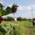 Pakeistos Ekologinio žemės ūkio taisyklės – kas naujo