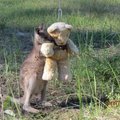 Jaudinanti nuotrauka: našlaičio kengūruko geriausias draugas – pliušinis meškinas