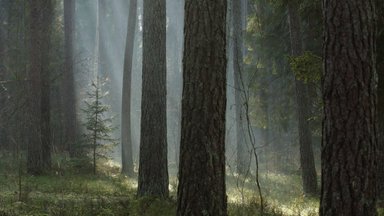 EU adopts forest strategy to protect old forests, plant 3 billion new trees