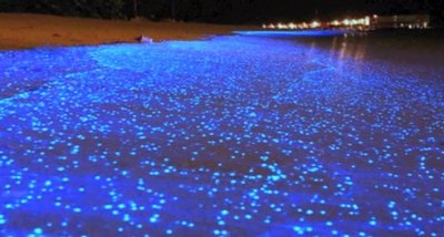 Žvaigždžių jūra (Sea of Stars), Vaadhoo sala, Maldyvai