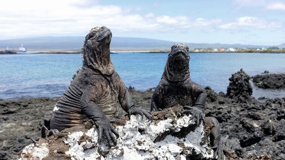 Rojaus salos – Galapagai