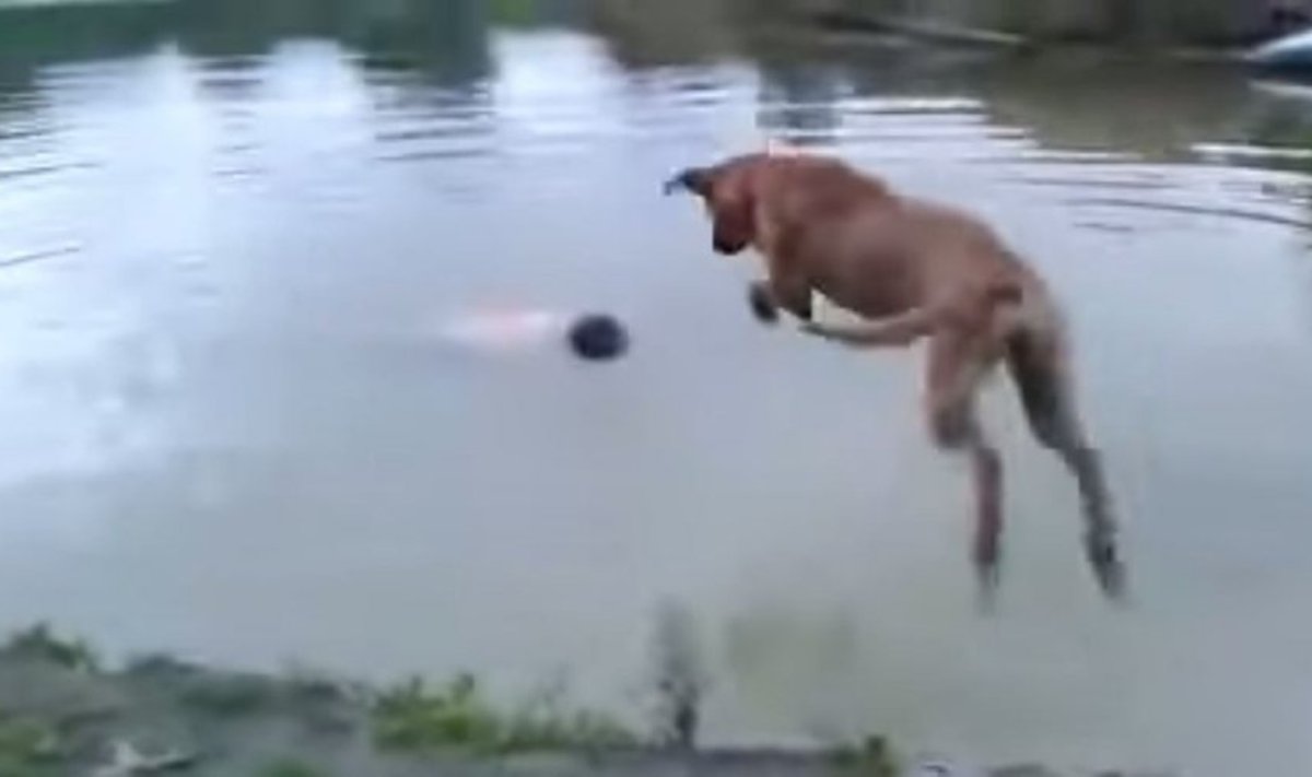 Šuo šoka į ežerą gelbėti šeimininko