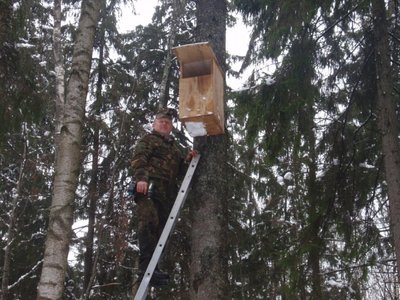 Iškeltas inkilas uralinei pelėdai