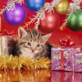 10 populiariausių išmanių kalėdinių dovanų