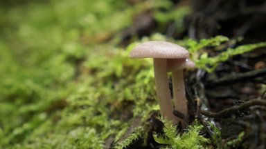 Rare mushroom found in Lithuania after more than 50 years