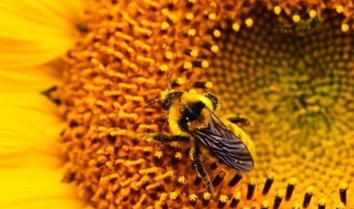 Bitė, bitės, medus, žiedadulkės