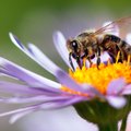 Mokslininkai stebisi bičių talentu: jų smegenų galią tikisi panaudoti dirbtiniam intelektui