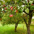 Lietuviškų obuolių augintojai perkando lenkišką obuolį