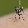 Klaipėdoje nustatytas maliarijos atvejis