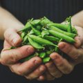 Nepelnytai primiršta daržovė: 14 priežasčių, kodėl turėtume valgyti žirnius – padeda ir sergant diabetu, ir kenčiant galvos skausmus