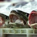 Europos Parlamentas siekia sumažinti menkių žvejybos Baltijos jūroje apribojimus