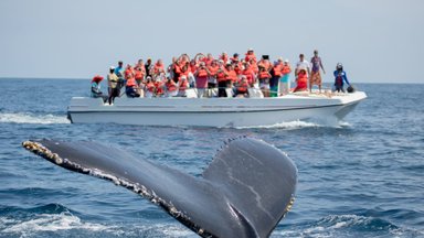 Pasaulio ateitis priklauso nuo banginių: mokslininkai pateikė netikėtas priežastis