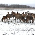 5 pavojingiausi gyvūnai Lietuvoje