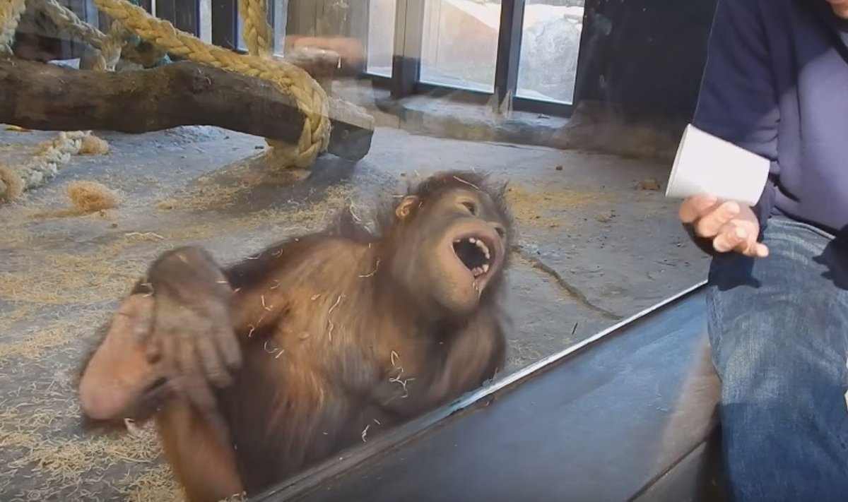 Orangutanas juokiasi iš triuko