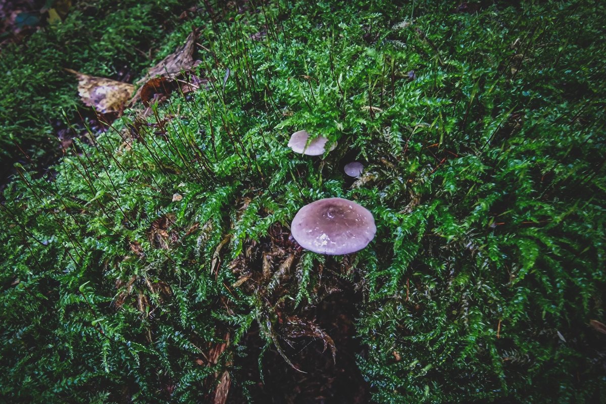 Lietuvos miške rastas itin retas grybas: pasaulyje jų skaičiuojama vos ...