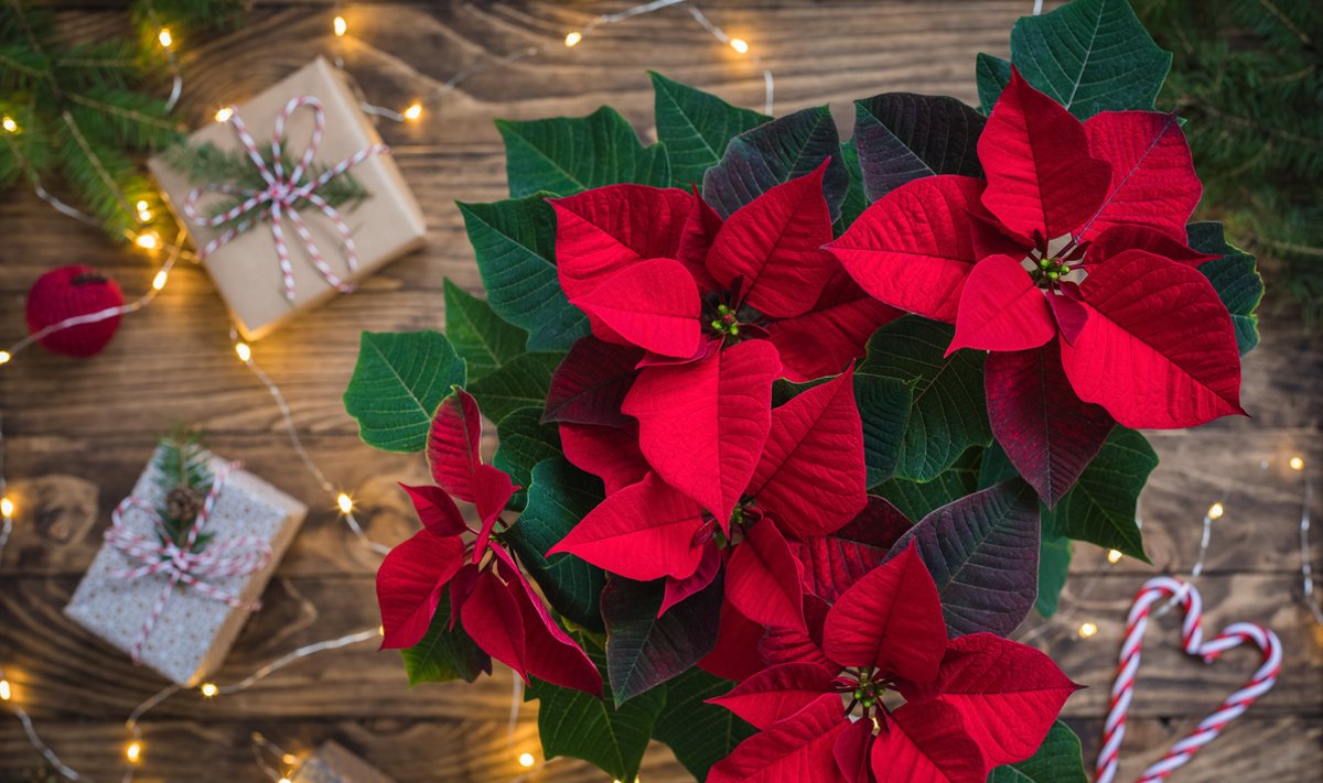 Christmas Red Poinsettia over presents, toys and candies in wooden vintage background with sparkling garland, toned, top view