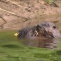 Nufilmuota, kaip bebro patelė su jaunikliu plaukiojo Devono upėje