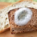 Kaip išvengti apsinuodijimo kasdieniais produktais, arba kodėl senstelėjusią duoną būtina išmesti