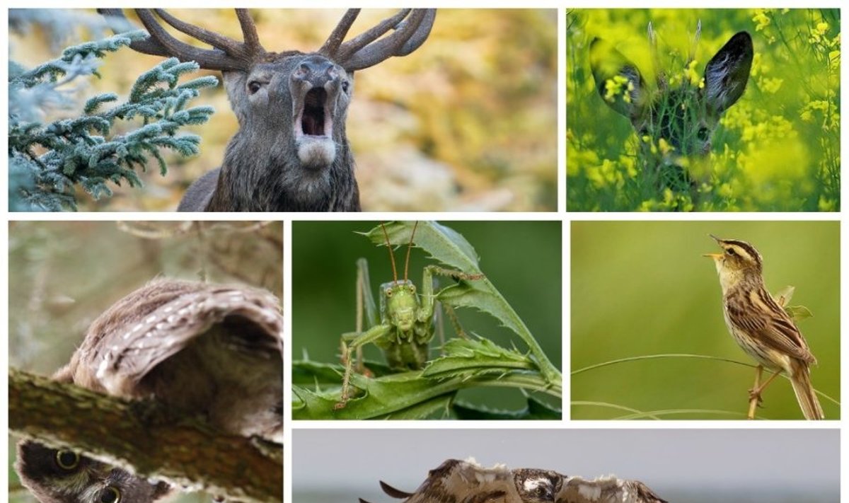 Praėjusių metų konkurso  „Gintarinis žaltys“ nuotraukos