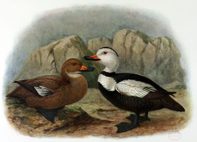 Labradoro antis/John Gerrard Keulemans/WikiMedia Commons