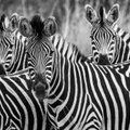 Kokie yra zebrai – juodi su baltais dryžiais, ar balti su juodais dryžiais? Mokslas pagaliau atsakė į amžiną klausimą