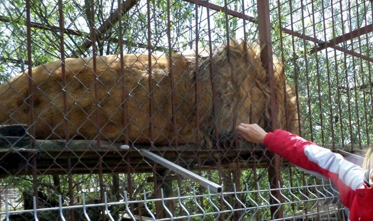 Legecko liūto glostymas mini-zoo sode