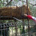 Sodas, kuriame galima paglostyti liūtą: nubaus ar ne?