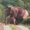 Indijoje, arbatos sode gimė drambliukas