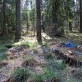 100 kg buitinių atliekų miške prie Utenos išpylusius pažeidėjus rasti buvo nesunku: šiukšlėse aptikta jų asmeninių daiktų