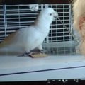 Kakadu iš kitų paukščių išmoksta staliaus įgūdžių