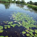 Klausimas, kas nuodijo upę, sprendžiamas jau penkerius metus