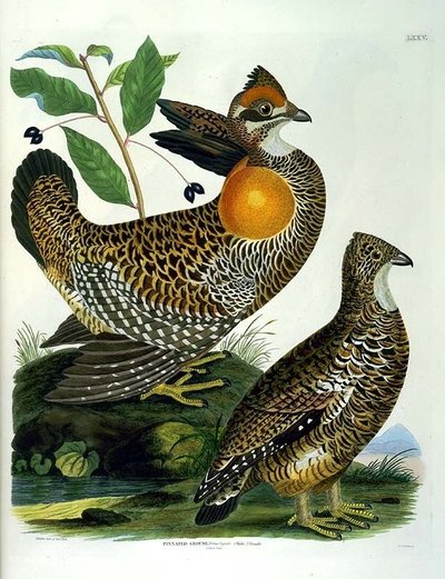 Teterva/James Turvey/WikiMedia Commons