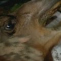 Pusės tonos svorio kupranugaris JAV ištrauktas iš smegduobės