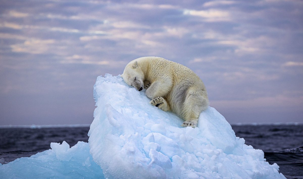 N. Sarikhani kadras „Ice Bed“ (Ledo lova) tapo nugalėtoju Metų laukinės gamtos fotografijos konkurse.